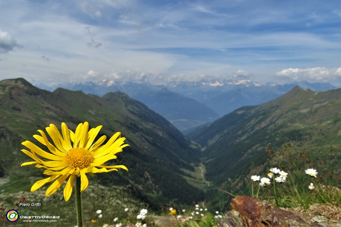 69 Doronico del granito (Doronicum clusii) con vista sulla Valle del Livrio.JPG